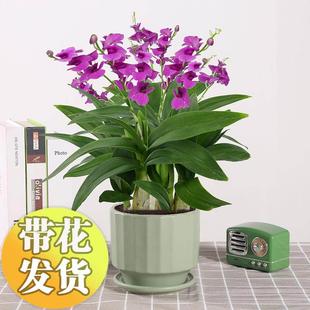 石斛兰盆栽带花苞植物室内花好养活四季开花香水石斛兰可水培绿植