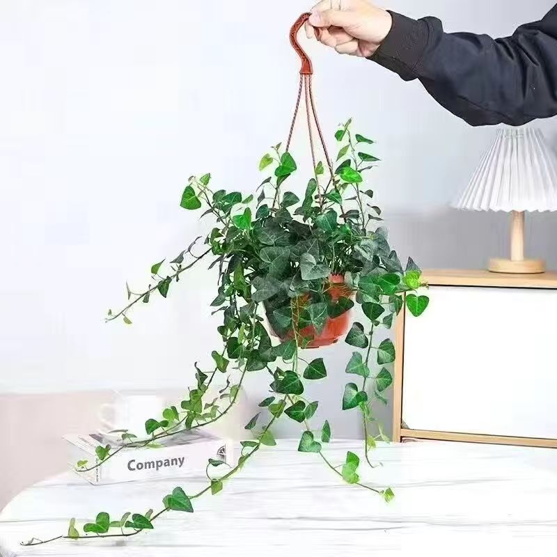 爱心常春藤盆栽办公室内垂吊植物四季常青吊挂好养绿植心叶好植物