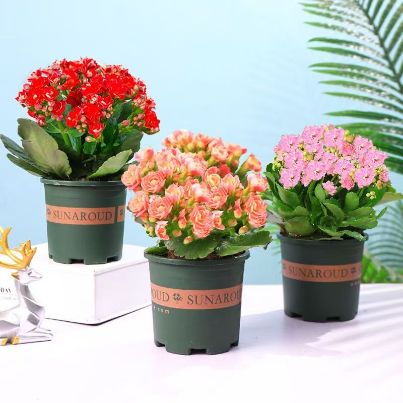 【四季花期】长寿花盆栽花卉重瓣大花植物室内绿植带花苞发货