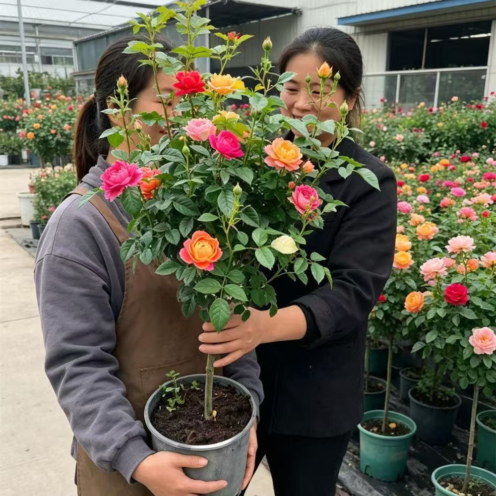 树桩月季特大花四季开花棒棒糖耐寒浓香庭院阳台地栽盆栽月季花