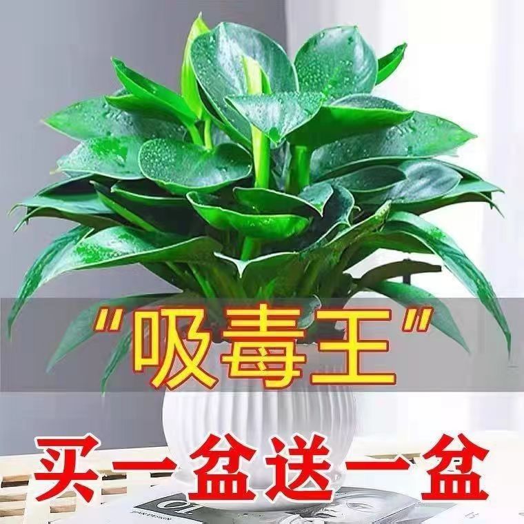 金钻盆栽植物铂金钻绿萝箩水培大叶绿植多肉办公室内懒人好养花卉