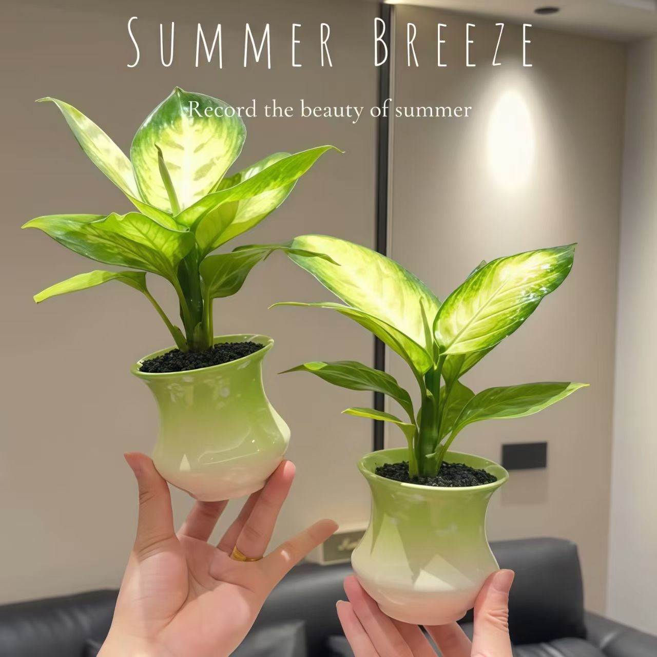 玛丽安万年青办公室内工位桌面新手好养绿植花卉盆栽植物净化空气