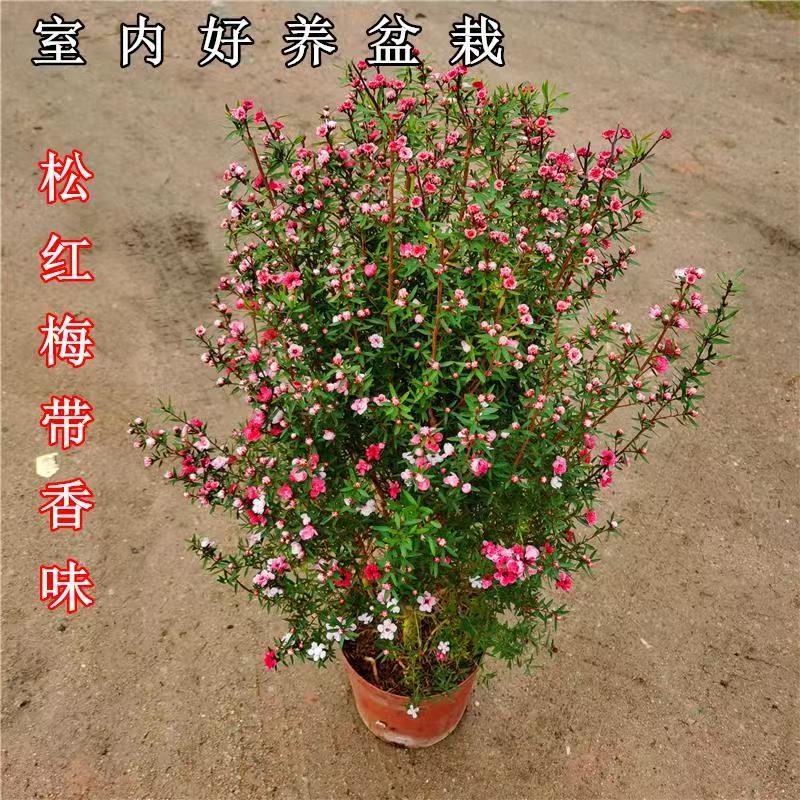 澳洲松红梅一树多色耐寒绿植花卉盆栽阳台客厅窗台庭院带原盆包邮图片