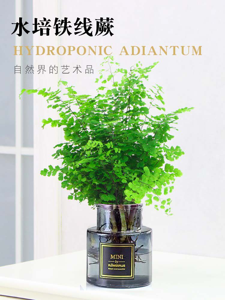 绿植花卉耐阴净化空气水培 铁线蕨盆栽铁丝草多年生常绿草本观叶