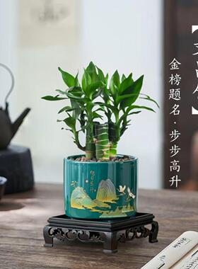5支文昌竹【金榜题名】富贵竹水培植物水养粗杆客厅绿植土培盆栽