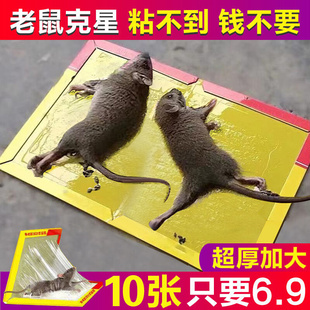 strong sticker rat killerr mousew Mouse board Trap