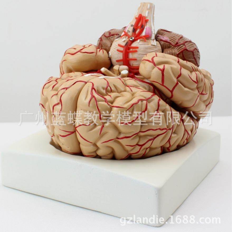 医学人体大脑解剖脑功能分区皮层躯体运动结构图教学模型拆卸颅脑