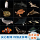 海洋动物玩具仿真动物模型海底世界实心大白鲨鱼企鹅小丑鱼鲸鱼