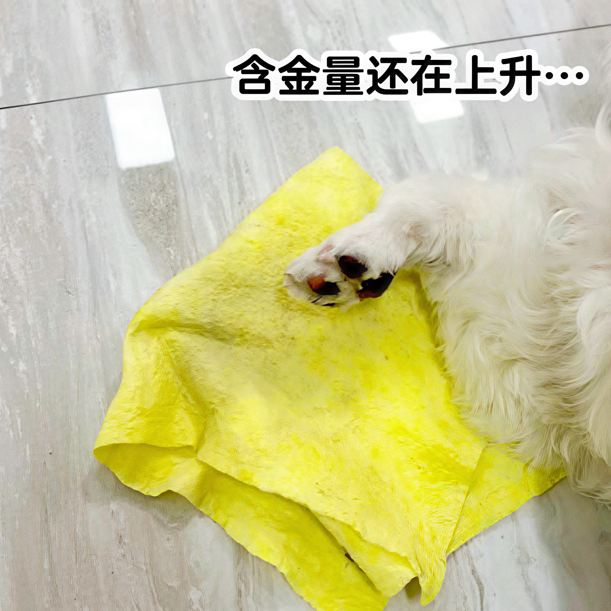 狗狗擦脚布清洁毛巾不掉毛去污渍宠物毛巾吸水速干小狗猫咪擦脚布