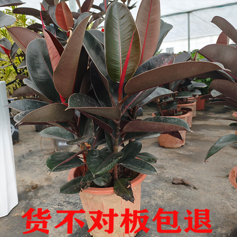 黑金刚橡皮树盆栽家庭室内客厅四季常青花卉净化空气绿叶观叶植物