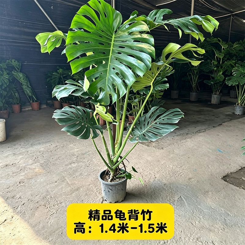 大叶龟背竹绿植客厅老桩盆栽植物室内大型落地办公室盆景高级巨型