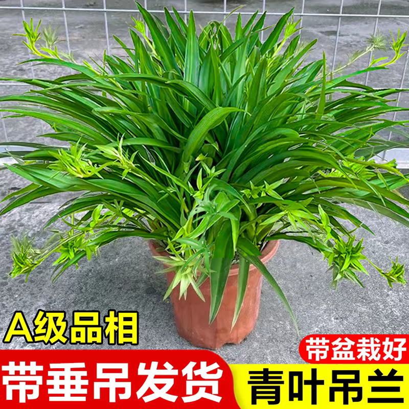 青叶吊兰大盆金边吊兰盆栽带藤室内客厅大叶垂吊绿植物净化空气
