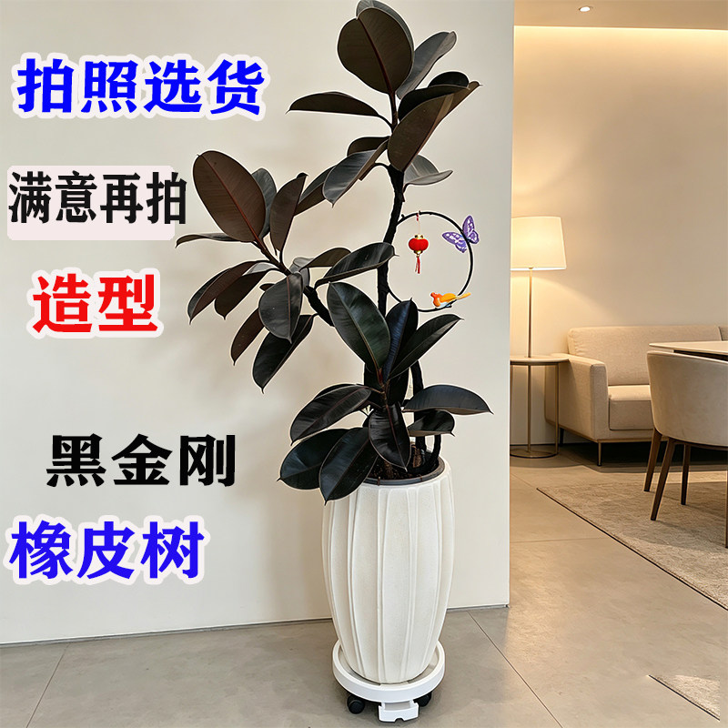 造型黑金刚橡皮树客厅大盆栽室内大型绿植四季好养办公室高端植物