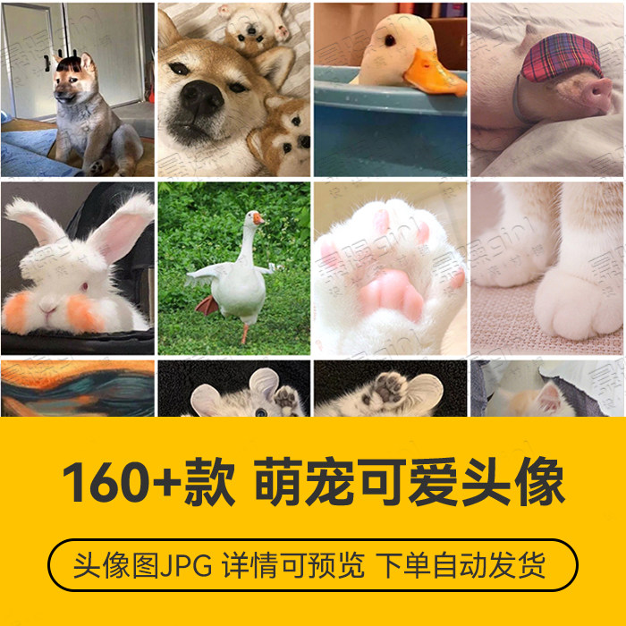 萌宠宠物猫咪狗狗系列可爱萌系个性趣味抖音微信动漫 精选JPG图库