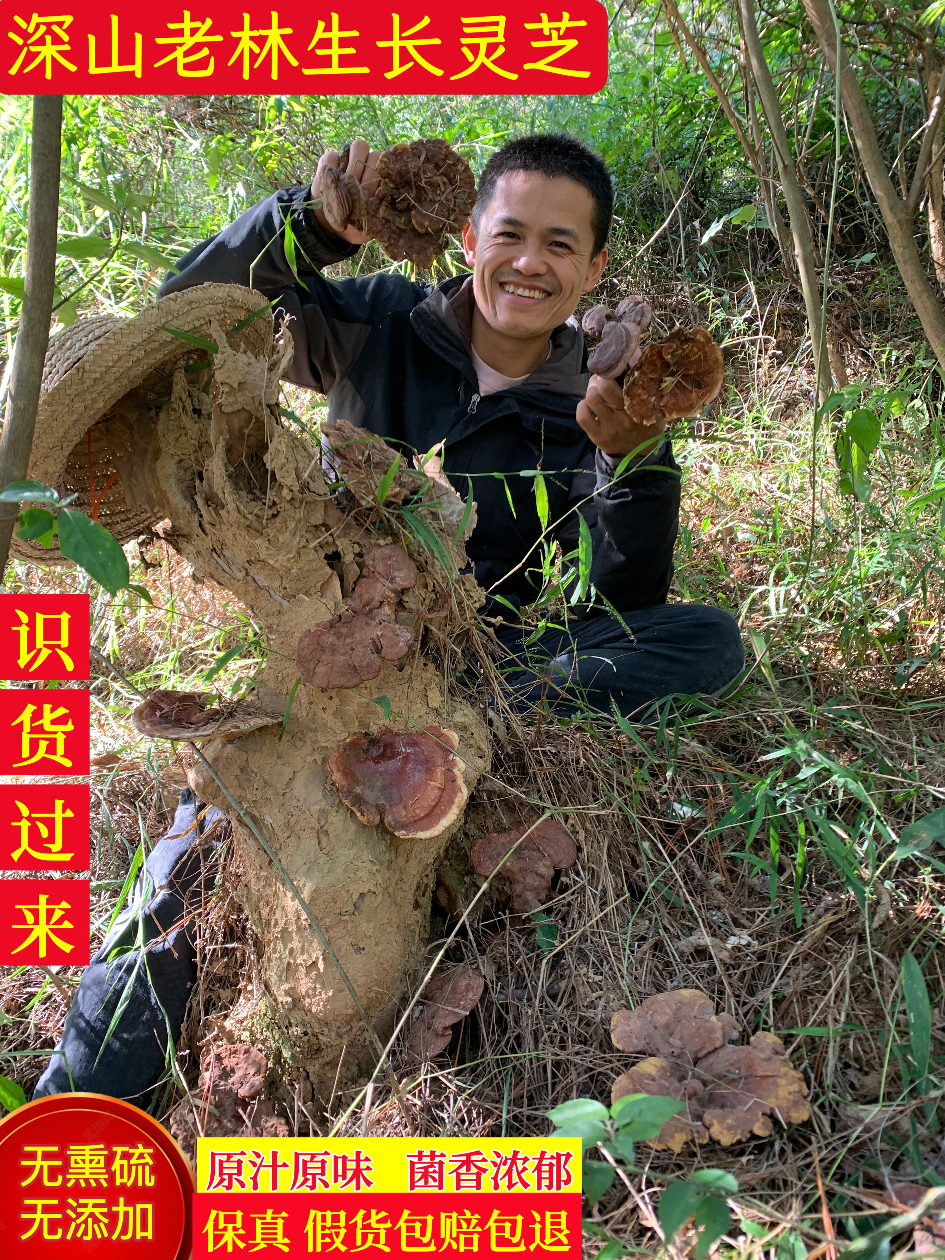 神农架野生赤灵芝整枝250g可切片泡酒深山林芝菌干货非灵芝孢子粉