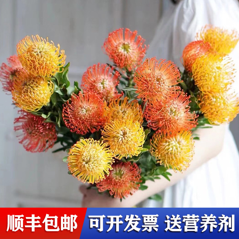 花夫人 针垫花鲜花 南非进口花材 办公室家庭水养鲜切花 高端花材