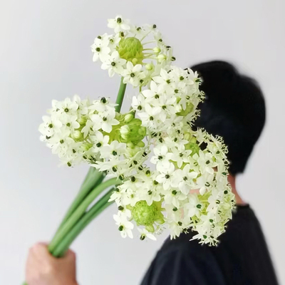 天鹅绒鲜花伯利恒之星水养插花瓶