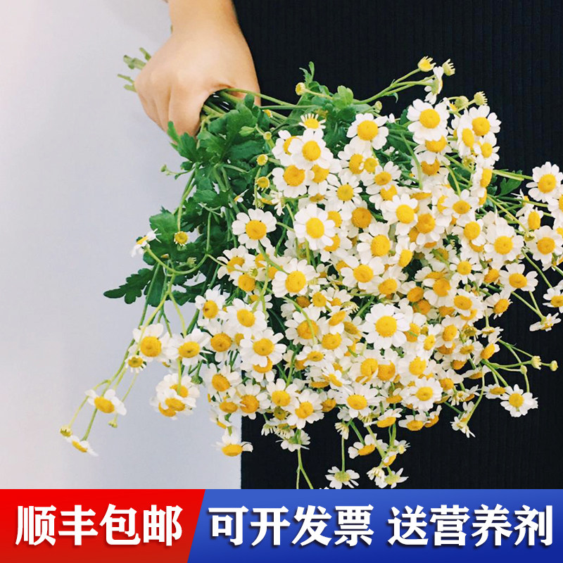 花夫人洋甘菊鲜花小清新生日送礼云南基地直发瓶插家庭插花鲜切花