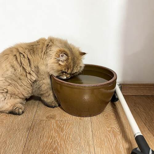 猫碗陶瓷大容量酱缸水碗家用大水缸碗稳固防翻宠物猫咪碗2026新款