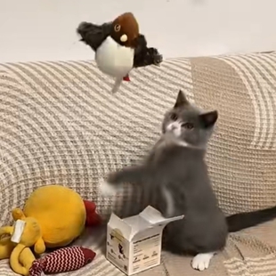 会飞的小鸟猫咪玩具电动逗猫仿真鸟发声神器拉绳会叫猫玩具