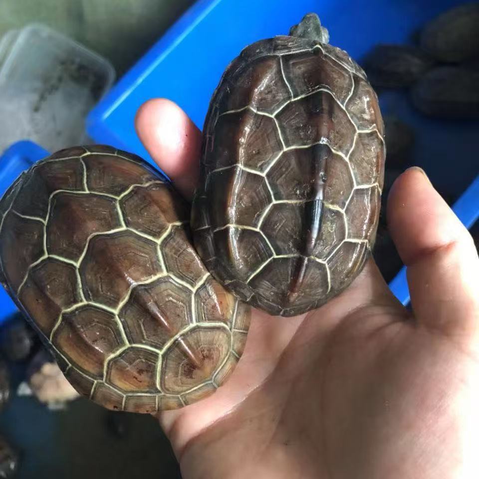 苏北金线草活物小乌龟中华草龟苗活体家养长寿宠物观