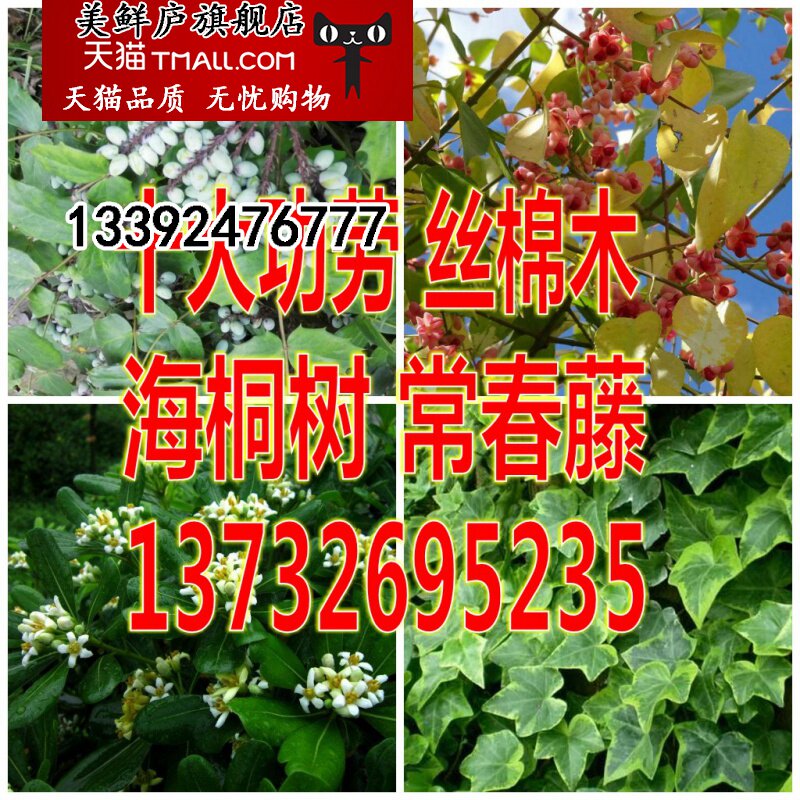 散装常春藤种子 中华常青藤丝棉木种子海桐 狭叶阔叶十大功劳种子