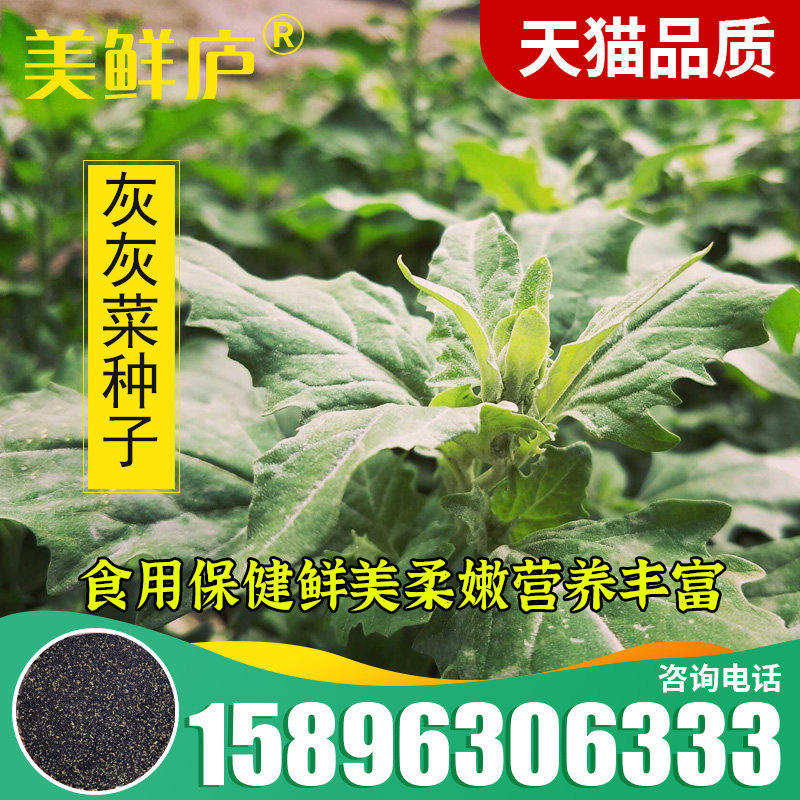 散装灰灰菜种子野生老品种野菜四季播野菜养生菜营养丰富味道鲜美
