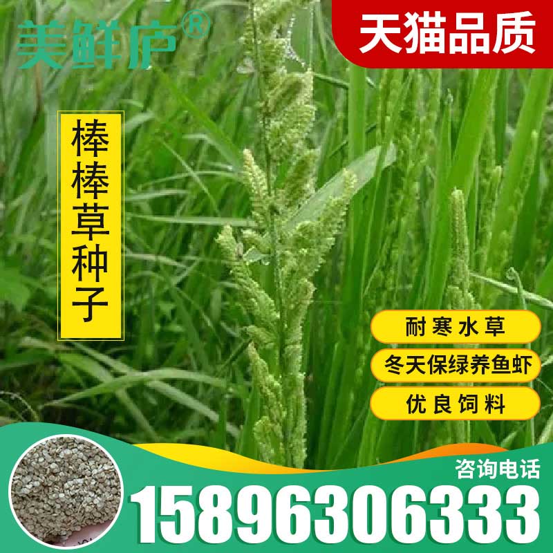 棒棒草种子耐寒水草冬季水稗草菵米优良饲料食用养鱼养虾菵草种籽