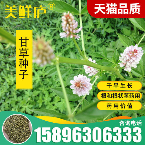 甘草新疆内蒙光果500g四季种植苗