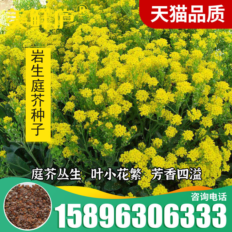 散装岩生庭芥种子四季花卉种子阳台盆栽易种耐寒易生长 宿根花卉