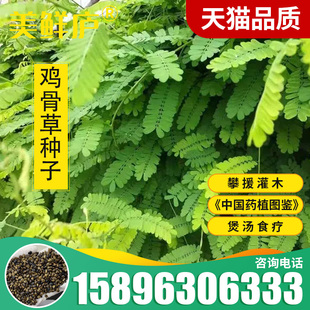 广西鸡骨草种子大黄草野生中药材广东煲汤料下火大小叶鸡骨草种籽