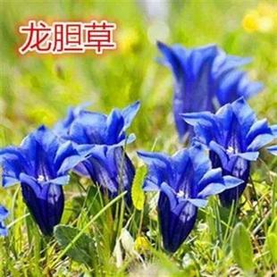 龙胆草种子野生中植物龙胆草种子种苗盆栽南北方家庭花卉