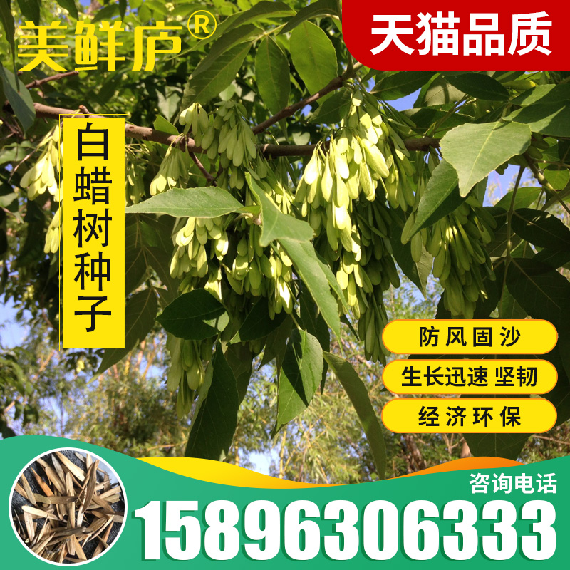 速生白蜡种子观叶白蜡树大叶小叶白蜡籽青榔木白荆树金叶对节绿化