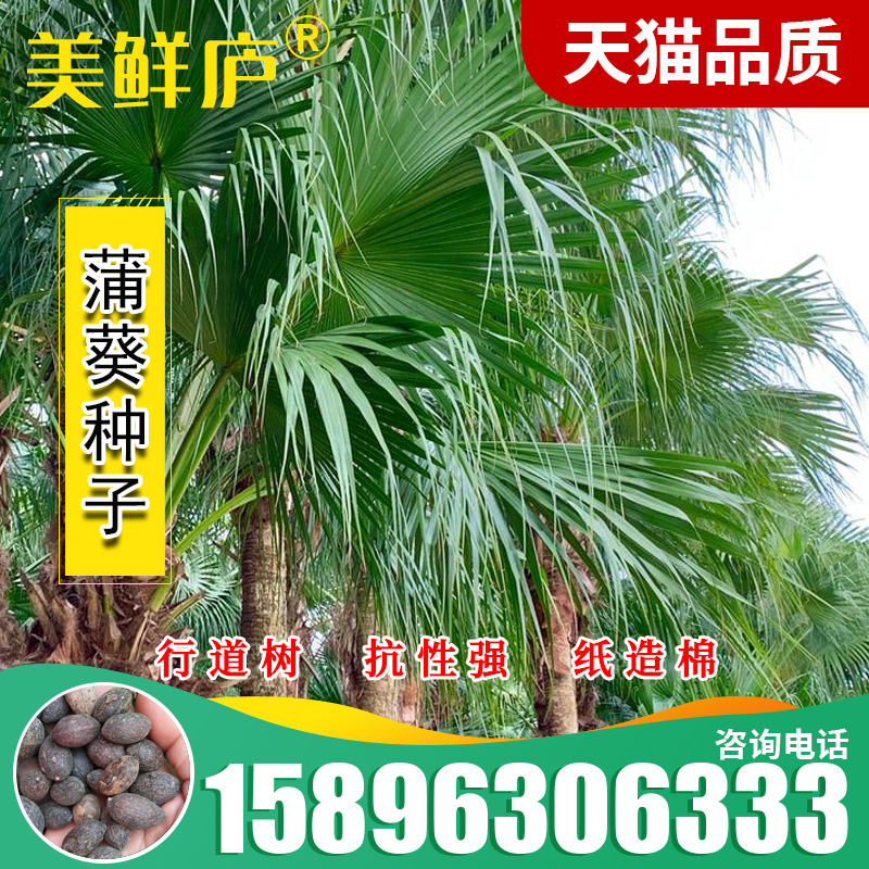 散装蒲葵种子 扇叶葵树 葵树子喜树水翁花 乌梅种子 芭蕉扇树种子
