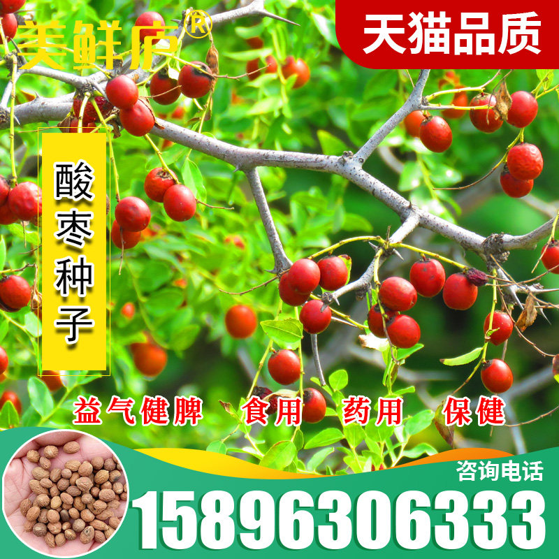 酸枣种子食用药用保健野枣枣树种籽山枣角针硬枣大红枣种籽酸枣仁