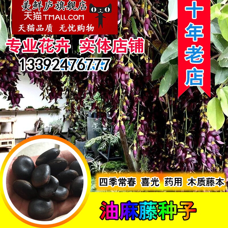 油麻藤种子禾雀花种子雀儿花种子花卉种子多色可选庭院爬藤花卉籽
