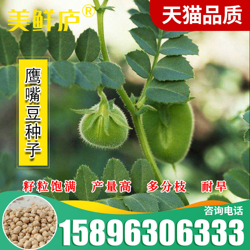 鹰嘴豆种子 回鹘豆 桃豆春夏季菜园大田易种植高营养大豆类种籽子