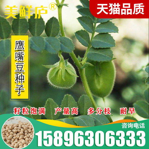 鹰嘴豆种子 回鹘豆 桃豆春夏季菜园大田易种植高营养大豆类种籽子