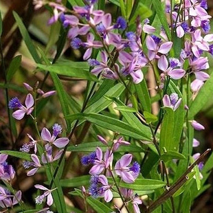 远志种子头年新产中药材根皮入药种苗中药材种子优质种籽远志籽