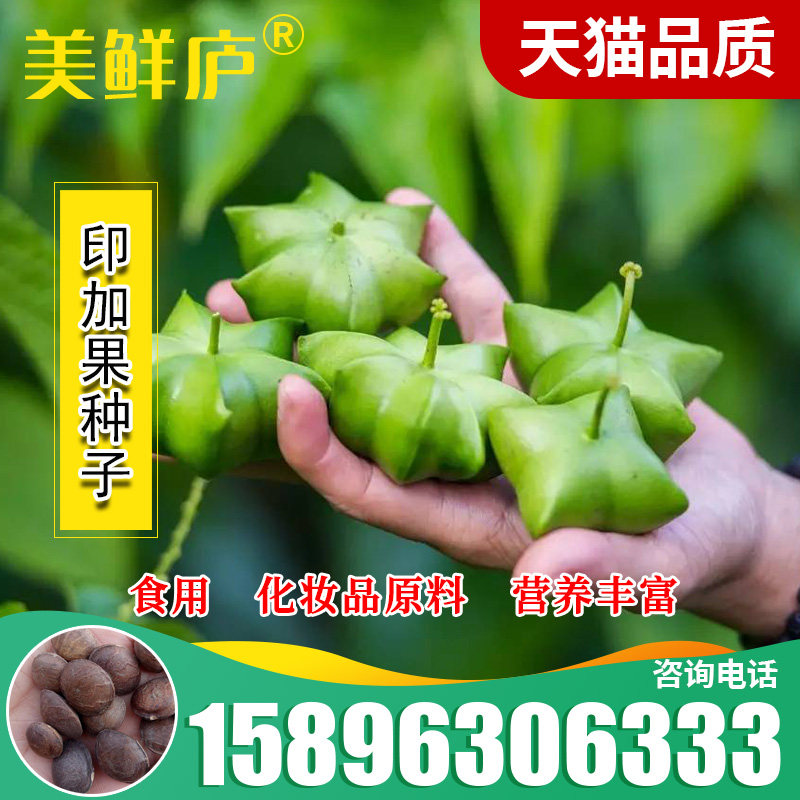 印加果种子南美油藤药材星油藤可以食用保健印奇果印加花生