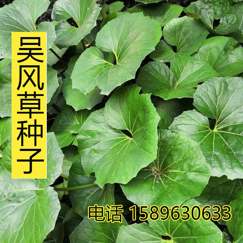 大吴风草种子八角乌活血莲金钵盂一叶莲大马蹄香大马蹄四季观赏籽