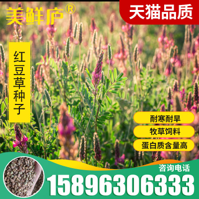 红豆草种子护坡草耐寒耐旱盐碱草籽牧草观赏保土绿肥兼用新型种子