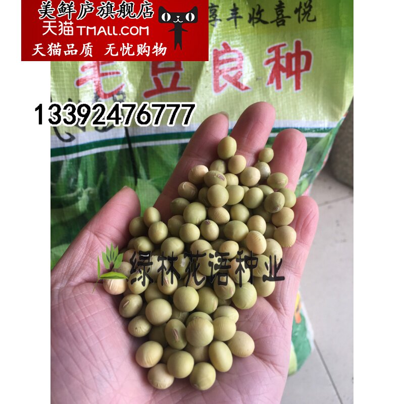 散装晚熟早熟大青毛豆种子 高产优选大田专业户种子