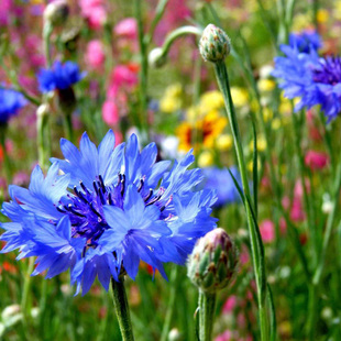 矢车菊种子阳台盆栽易开花易播花籽耐寒蓝芙蓉庭院室外花种籽子