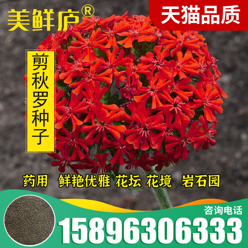 大花剪秋罗种子多年生切花耐石灰质四季播种庭院盆栽岩石花卉种籽