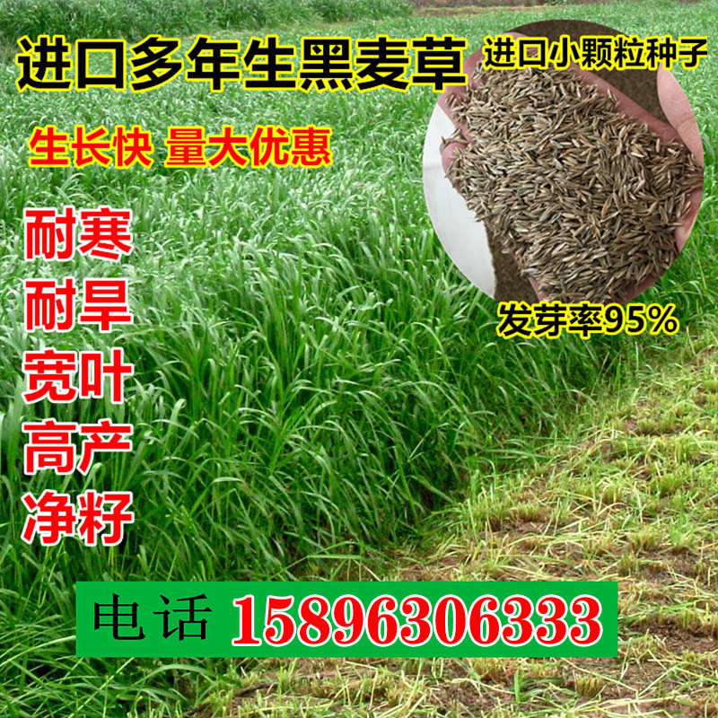 鱼草黑麦草四季牧草种子畜牧草子喂草鱼兔子牛羊吃的草种春天草籽