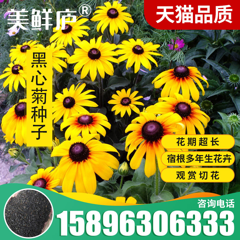 重瓣黑心菊种子金光菊观植物花卉盆栽室外景观种籽多年生草花种籽