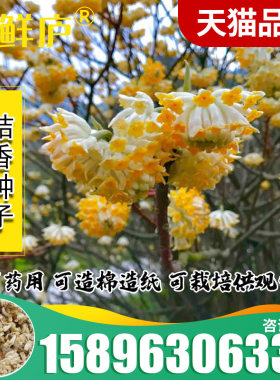 新采结香种子打结花打结树