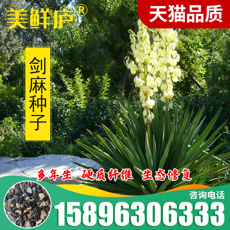 剑麻种子 凤尾兰种子 菠萝花种子 四季常青 优质植物种子花卉种子