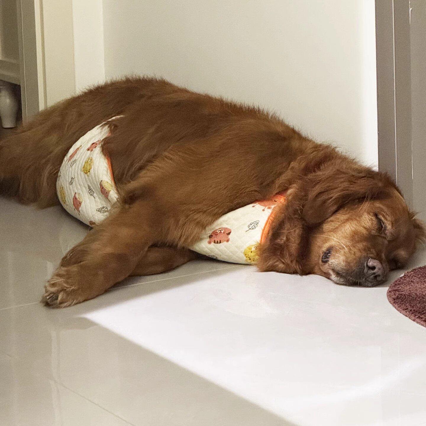 大型犬专用狗狗肚兜护肚包肚子衣服防脏着凉春秋天金毛边牧萨摩耶